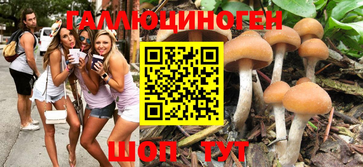 Галлюциногенные грибы GOLDEN TEACHER  Галлюциногенные грибы Psilocybe  Вход с VPN  Камышлов 